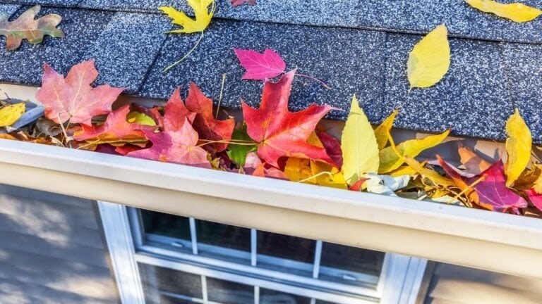 A roof gutter filled with fallen leaves, indicating the need for cleaning or maintenance. The gutter is attached to the edge of a roof, and the leaves are a mix of colors, suggesting autumn. The surrounding area may include parts of the roof and exterior walls of the house.